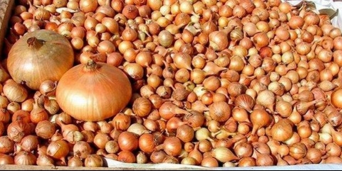 Kako posaditi luk kod kuće